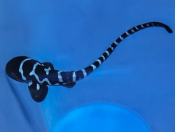 Primorsky Aquarium welcomes a baby zebra shark